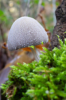 Coprinellus domesticus  Coprinellus domesticus,Fall,Firerug inkcap,Geotagged,United States