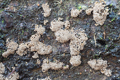 tiny buff discs  Fall,Geotagged,Merismodes Anomala,United States