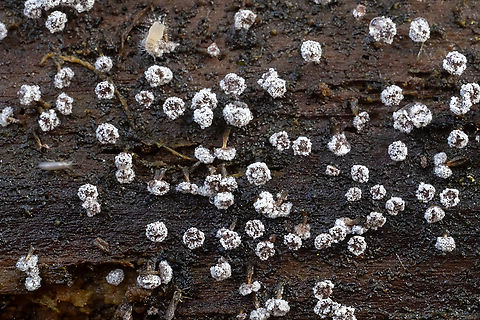tiny slimes covered with a tinier fungus  Fall,Geotagged,United States