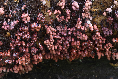 brick red slime mold  Fall,Geotagged,United States