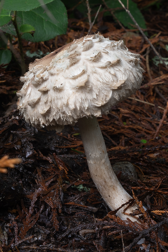 shaggy parasol  Chlorophyllum rhacodes,Fall,Geotagged,Shaggy Parasol,United States