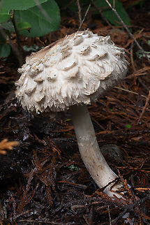 shaggy parasol  Chlorophyllum rhacodes,Fall,Geotagged,Shaggy Parasol,United States