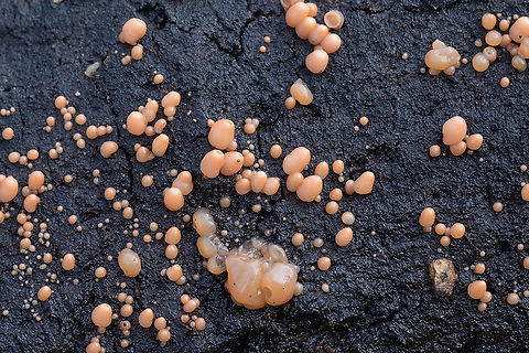 Peach jellies - immature "barrels" I *think* the next 3 images are different life stages of the same organism.. but I'm not entirely sure yet. Found on a soaked piece of fallen bark in a boggy area.  Fall,Geotagged,United States