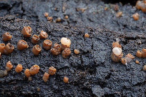 Jellies bursting from matured "barrels" This is driving me crazy.. I&rsquo;m sure I&rsquo;ve either seen this before or seen a picture of it before&hellip; but I&rsquo;m finding nothing even similar. I&rsquo;m relatively sure that this isn&rsquo;t cannon ball fungus.  Fall,Geotagged,United States