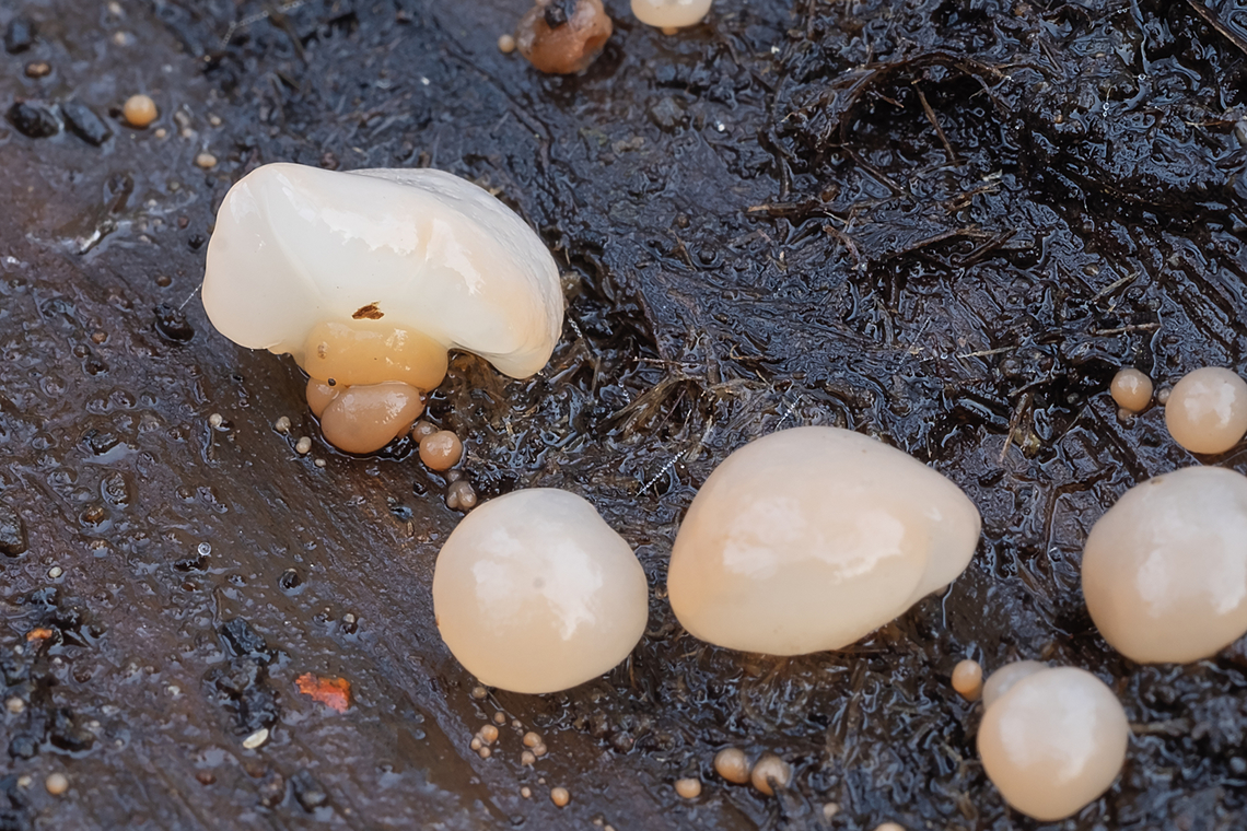 Peach jellies - full sized fruiting bodies  Fall,Geotagged,United States