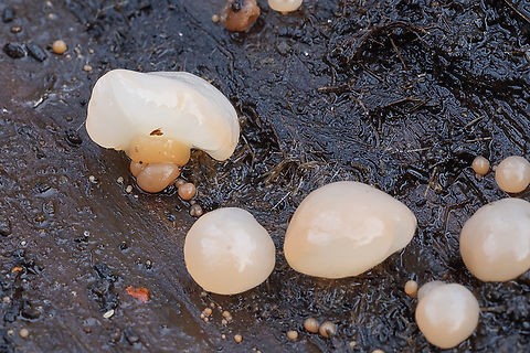 Peach jellies - full sized fruiting bodies  Fall,Geotagged,United States