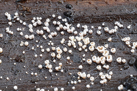 Flagelloscypha 25 species... little indication of which species to expect here. Flagelloscypha libertiana listed in a local herbarium. Flagelloscypha minutissima listed in Vancouver, Canada. Fall,Geotagged,United States