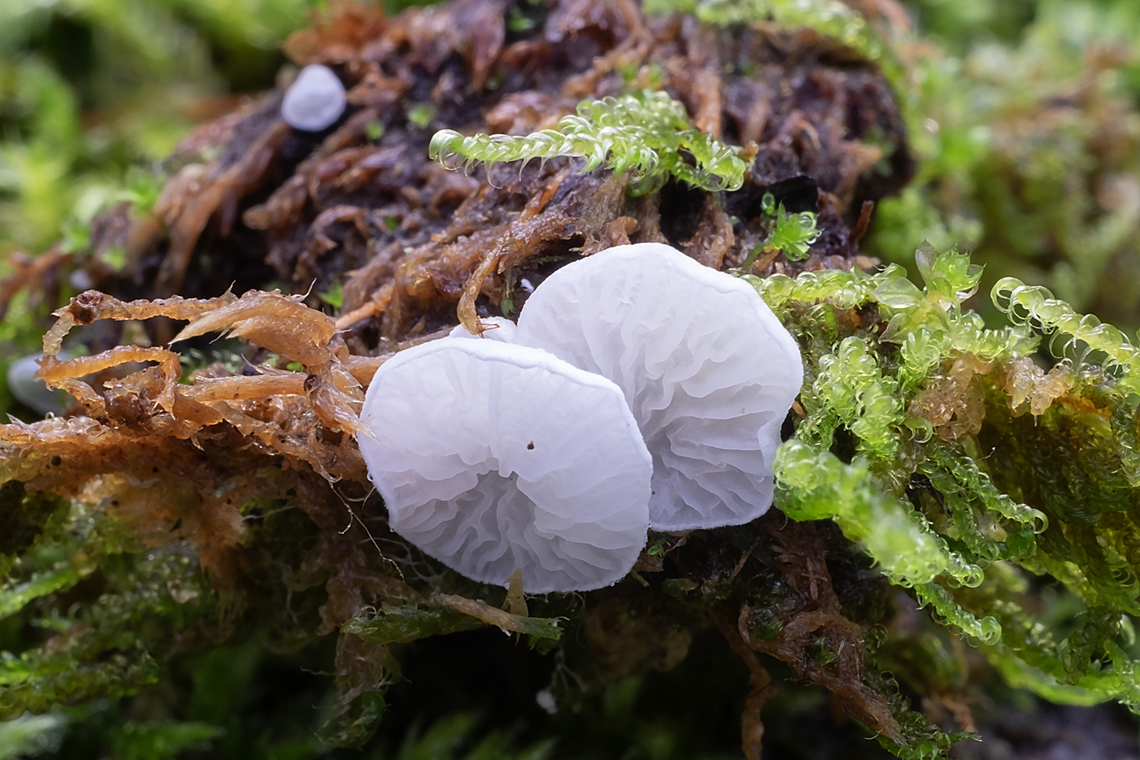 Rimbachia bryophila I knew if I looked at enough tiny white mushrooms on mosses, I&#039;d eventually find one of the other species ;p Fall,Geotagged,Rimbachia bryophila,United States