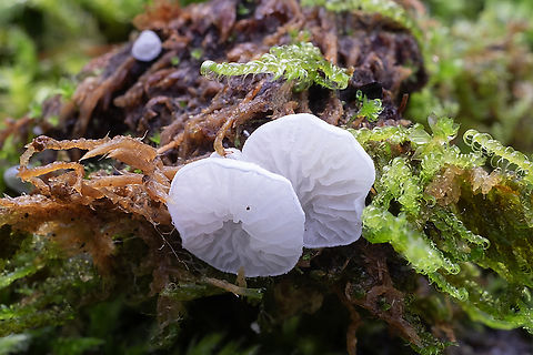 Rimbachia bryophila I knew if I looked at enough tiny white mushrooms on mosses, I'd eventually find one of the other species ;p Fall,Geotagged,Rimbachia bryophila,United States