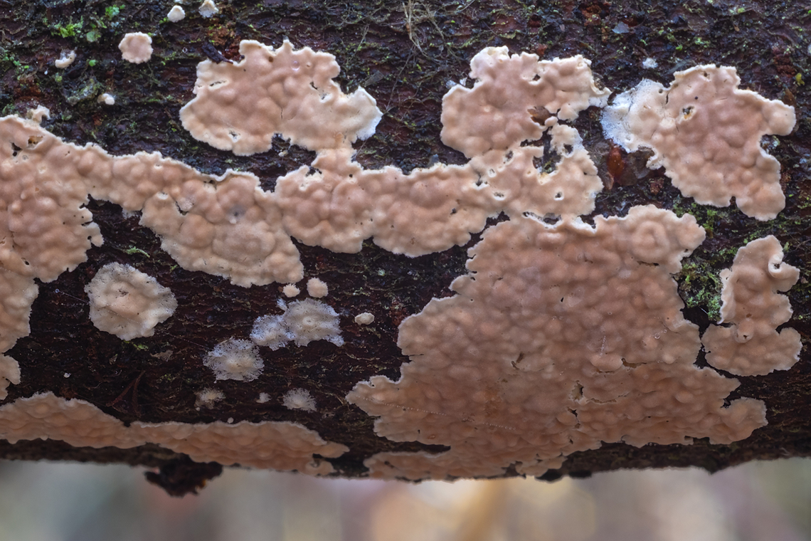 bleeding Stereum  Fall,Geotagged,Stereum sanguinolentum,United States