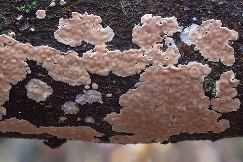 bleeding Stereum  Fall,Geotagged,Stereum sanguinolentum,United States