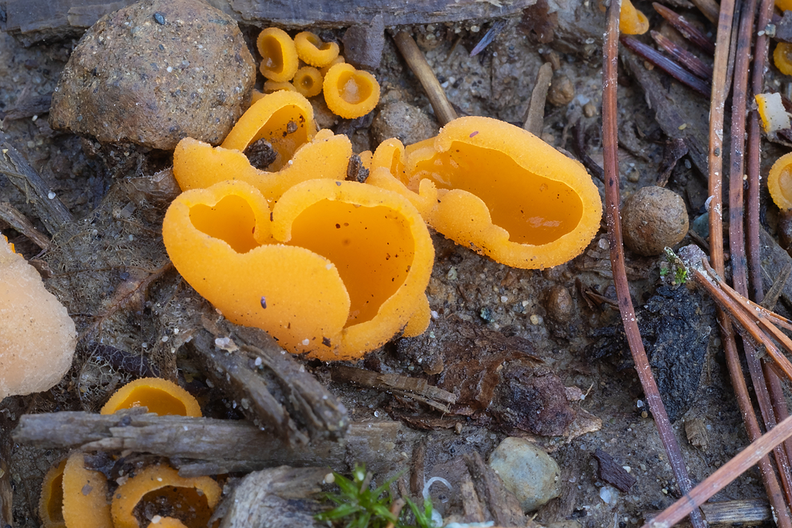 Orange peel fungus  Aleuria aurantia,Fall,Geotagged,Orange peel fungus,United States