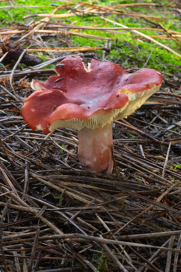Red stemmed Russula A bit ratty, but rather distinctive, with it&#039;s very red stem Fall,Geotagged,Russula sanguinaria,United States