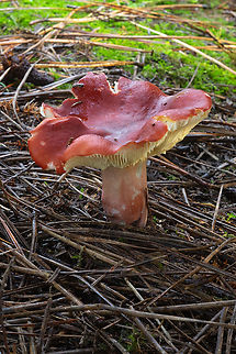 Red stemmed Russula A bit ratty, but rather distinctive, with it's very red stem Fall,Geotagged,Russula sanguinaria,United States
