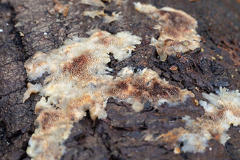 toothed crust  Fall,Geotagged,United States