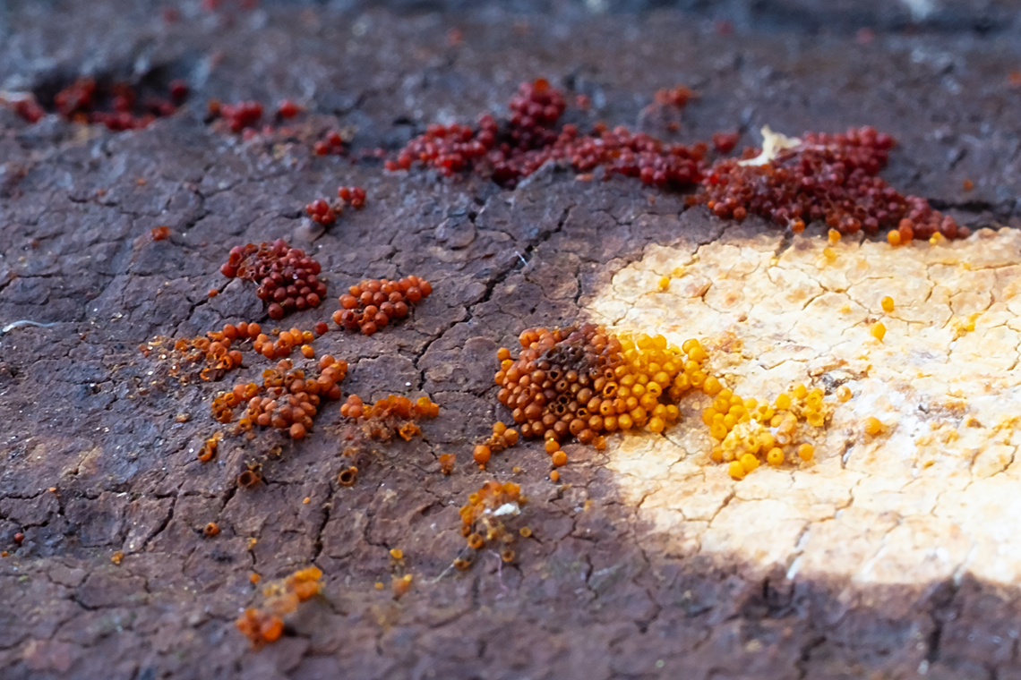 coral spot  Coral Spot,Fall,Geotagged,Nectria cinnabarina,United States