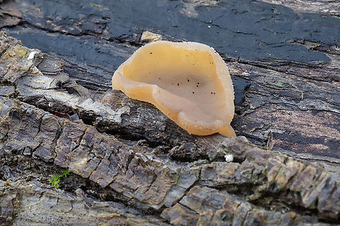 Layered cup  Fall,Geotagged,Layered Cup,Peziza varia,United States