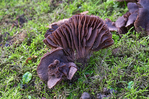 Chocolate brown mushrooms  Fall,Geotagged,United States