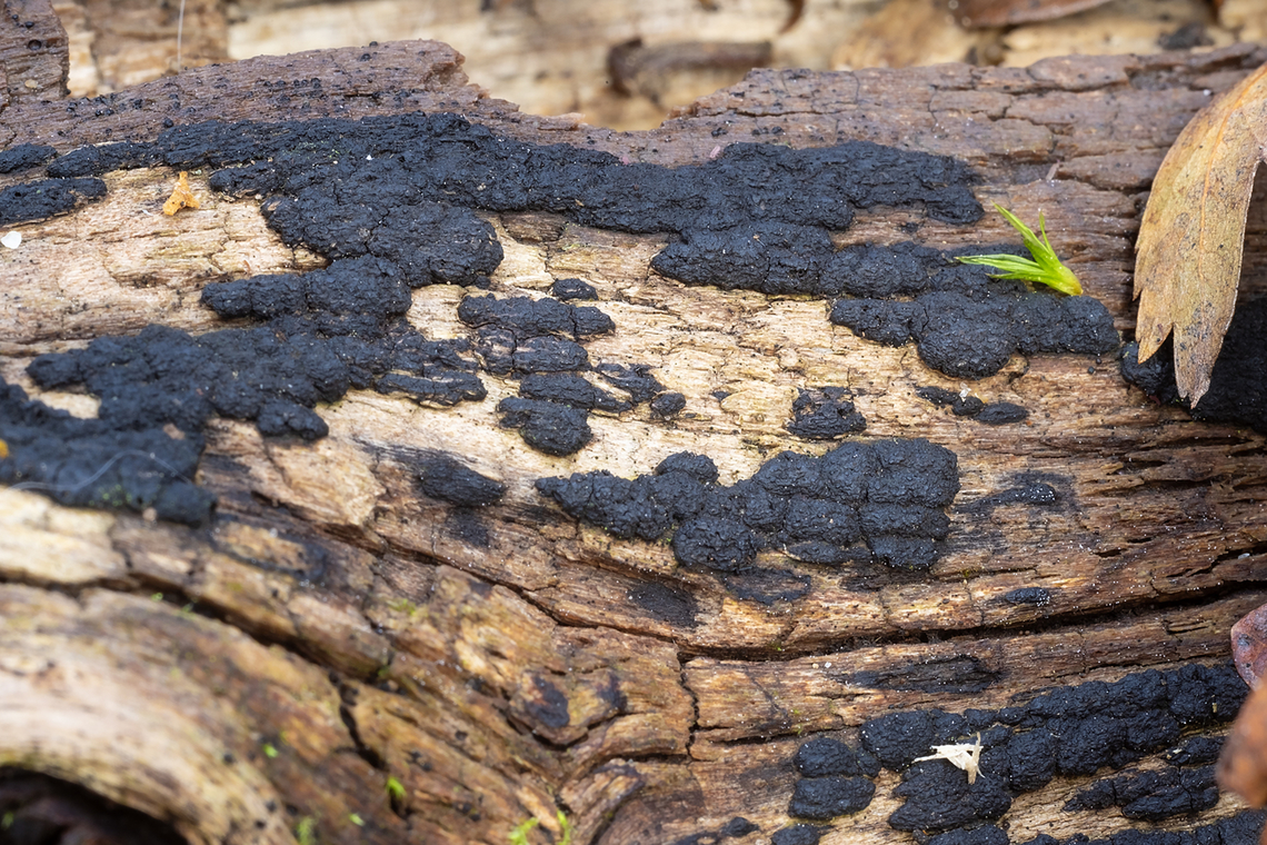 Nemania serpens  Fall,Geotagged,Nemania serpens var. serpens,United States