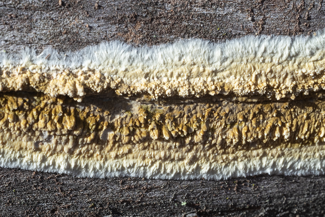 Wet rot  Coniophora puteana,Fall,Geotagged,United States,Wet rot