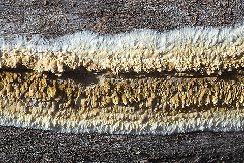 Wet rot  Coniophora puteana,Fall,Geotagged,United States,Wet rot