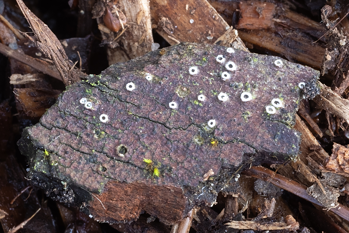 Lachnella sp. possibly Lachnella villosa - very similar to Lachnella albiovilascens, but smaller Fall,Geotagged,United States