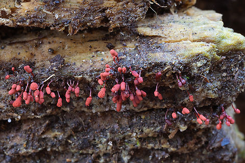 Cherry red slime mold Acryia sp. lovely cherry red fruiting bodies! There were other stages of this slime that weren't in positions I could manage to capture. It started as small white balls, slowly changing pink, to tan to brown to finally hardening and elongating to these beautiful red structures. 
Just found this - There are three species of Acyria with red/pink sporangia (A. minuta, A. insignis and A. denudata), which need microscopy for definite identification.  Fall,Geotagged,United States