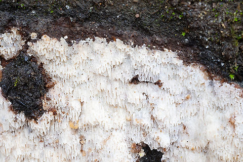 white toothed crust  Fall,Geotagged,United States