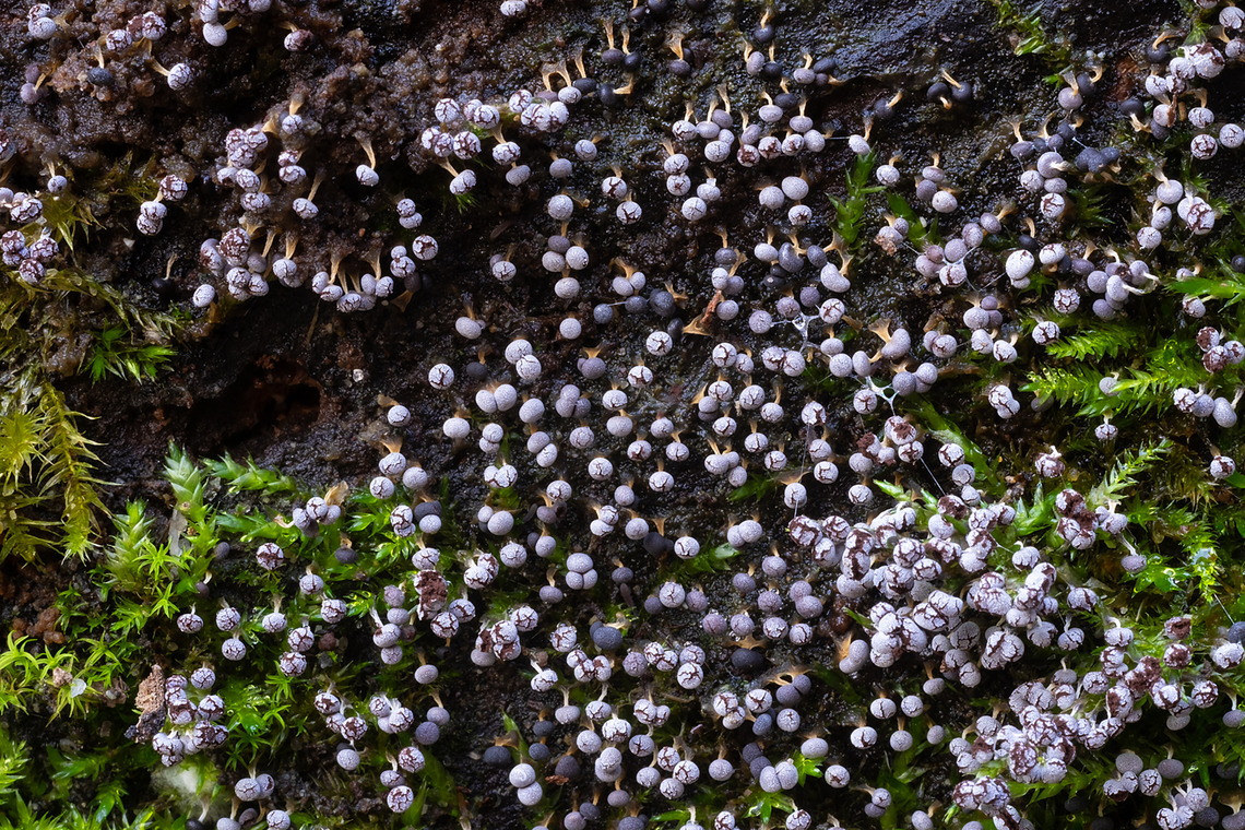 Cookie slime likely Physarum sp. one of my favorites - it looks like tiny chocolate crinkle cookies..  Fall,Geotagged,United States