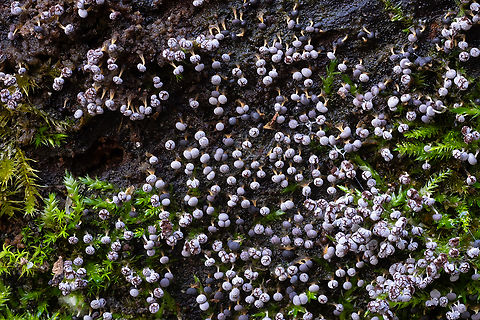 Cookie slime likely Physarum sp. one of my favorites - it looks like tiny chocolate crinkle cookies..  Fall,Geotagged,United States