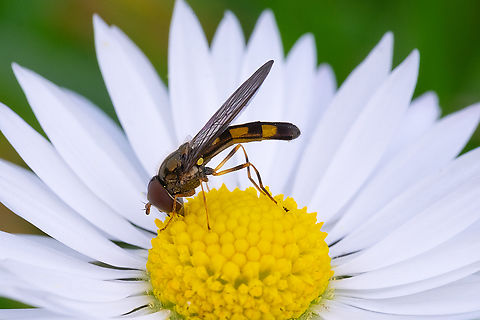 long, thin hoverfly At first I was thinking Sphaerophoria because of its shape - but so far as I can tell there aren't any of that genus that have an all dark scutellum, without any stripe at all.  Geotagged,United States,Winter