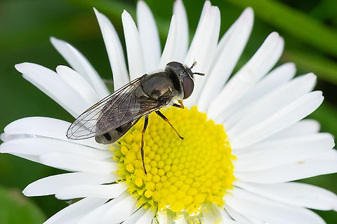 Hover fly - silver abdomen with black stripes  Geotagged,United States,Winter
