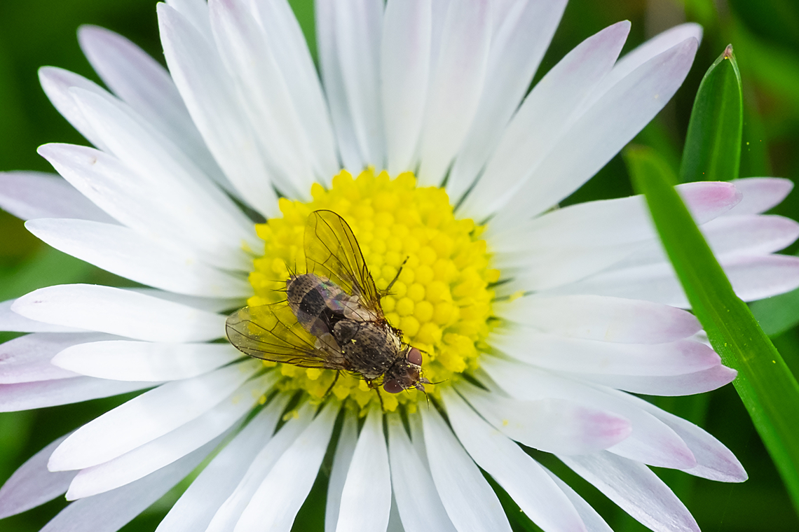 Small tachnid fly  Geotagged,United States,Winter
