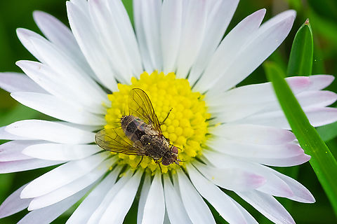 Small tachnid fly  Geotagged,United States,Winter