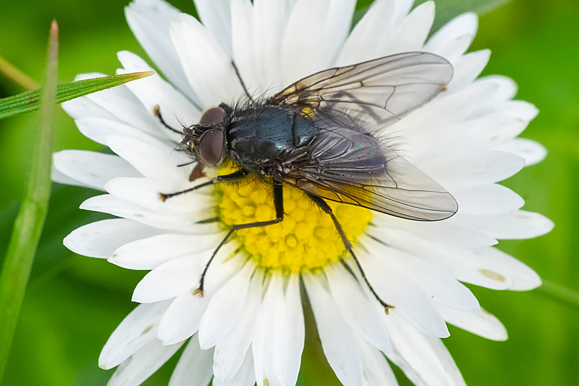 large, hairy, black fly  Geotagged,United States,Winter