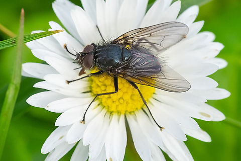 large, hairy, black fly  Geotagged,United States,Winter