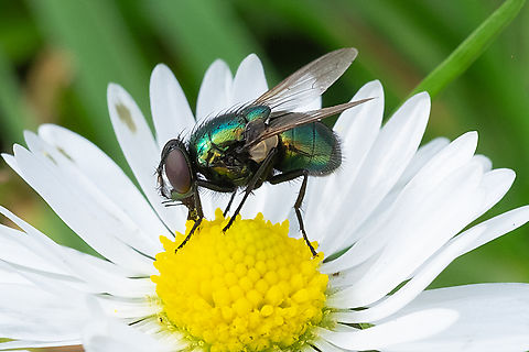 green bottle fly - Lucilia sp.  Geotagged,United States,Winter