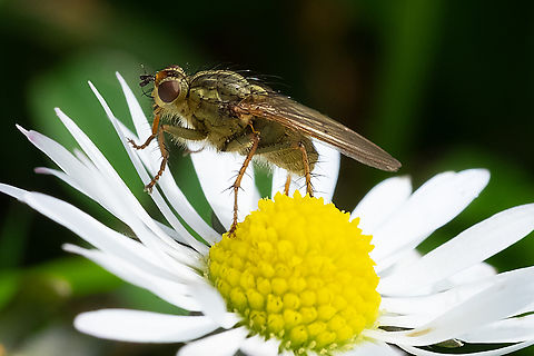 Golden dung fly  Geotagged,Scathophaga stercorari,Scathophaga stercoraria,United States,Winter