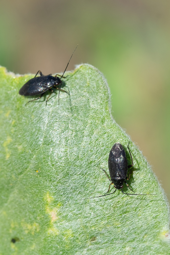 Small black plant bugs Irbisia sp.  Geotagged,Spring,United States