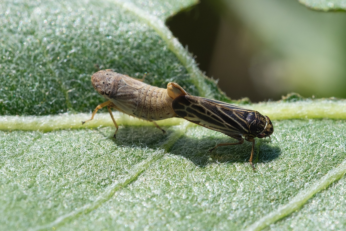 mating leaf hoppers there were millions of these..  Geotagged,Spring,United States