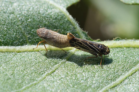 mating leaf hoppers there were millions of these..  Geotagged,Spring,United States