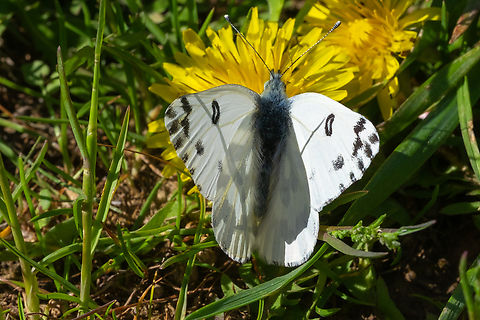 Great Basin White butterfly  Beckers white,Geotagged,Pontia beckerii,Spring,United States