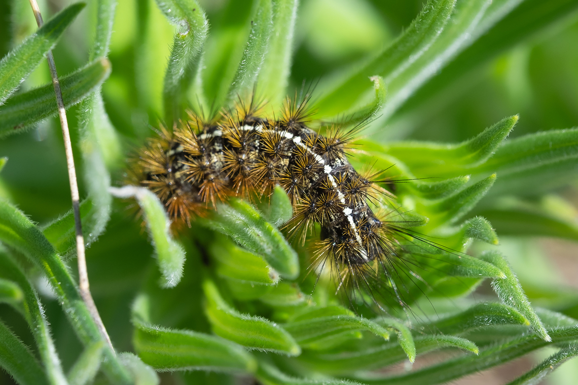 orange bristled caterpillar hmmmm when I saw these I think I assumed they were just tent caterpillars.. but they are something else.  Geotagged,Spring,United States