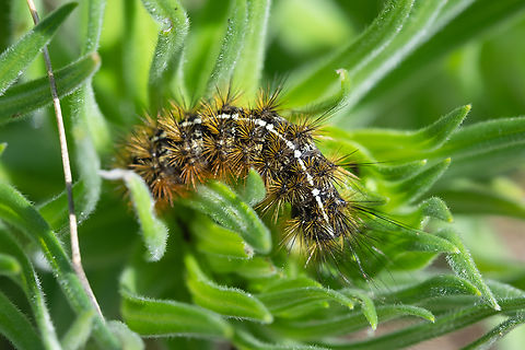 orange bristled caterpillar hmmmm when I saw these I think I assumed they were just tent caterpillars.. but they are something else.  Geotagged,Spring,United States