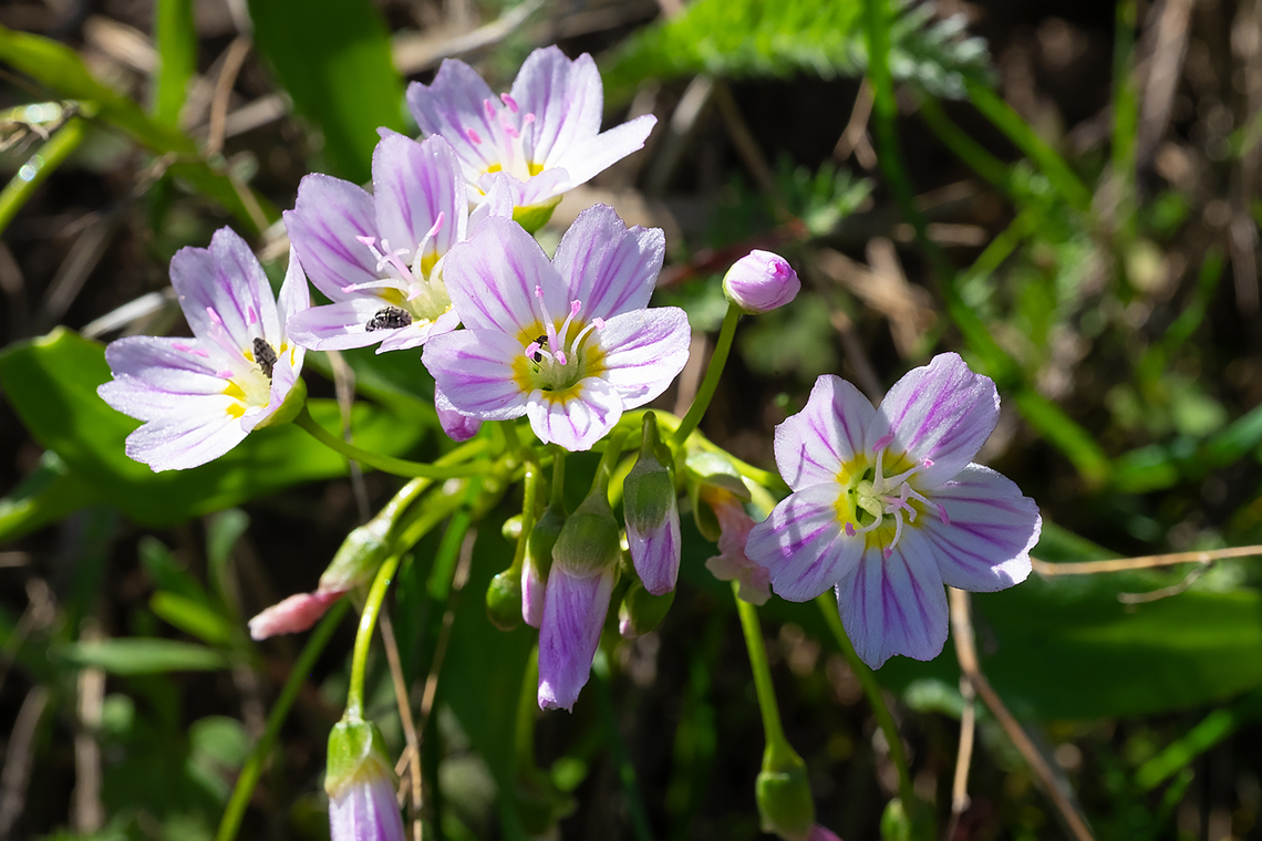 Western springbeauty  Claytonia lanceolata,Geotagged,Spring,United States,Western springbeauty