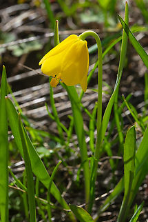 Yellowbells  Fritillaria pudica,Geotagged,Spring,United States,yellow fritillary