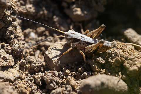 light colored grasshopper nymph  Geotagged,Spring,United States