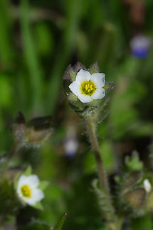 Annual Polemonium  Geotagged,Polemonium micranthum,Spring,United States