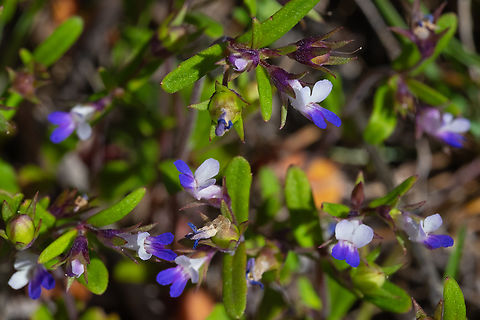 Maiden blue-eyed Mary  Collinsia parviflora,Geotagged,Maiden blue eyed Mary,Spring,United States