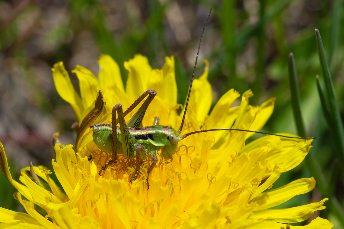 small green grasshopper nymph  Geotagged,Spring,United States